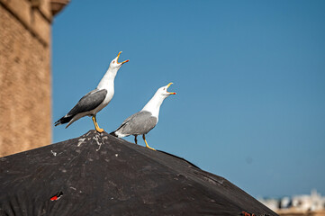 Two seagulls vocalizing while perched on a rooftop in Essaouira, Morocco under a blue sky.