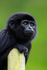 Obraz premium A young, black-furred primate sits pensively on a wooden post against a vibrant green background