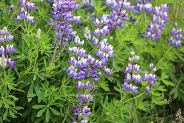 Iceland-Alaska lupine close-up   