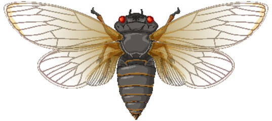 Detailed Cicada Vector Illustration