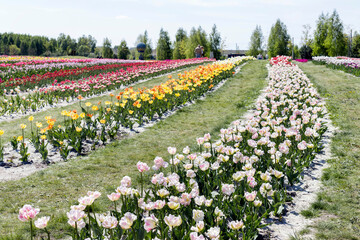 Tulip field. The concept of tourism and recreation. Many colorful tulips. Background of multicolored tulips