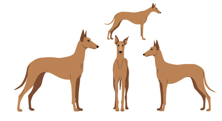 Obraz premium Four stylized greyhounds in various poses showcasing flat vector illustration