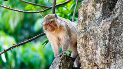 Monkey on branches in the wild