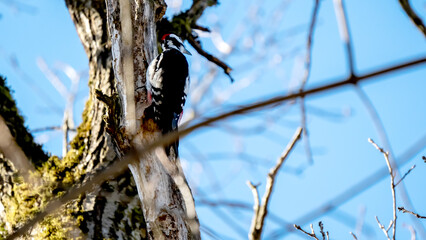 A woodpecker on a dry tree is hammering the trunk with its beak