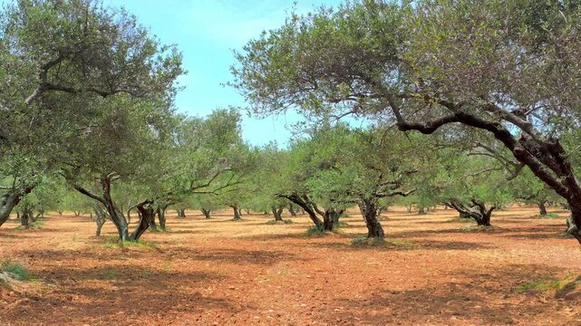 Rows of olive trees in garden. Spain countryside