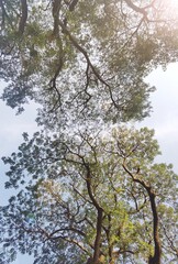Landscape the big tree with nature background