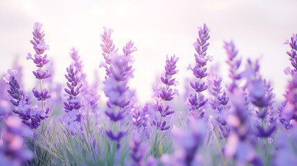 Fototapeta premium Lavender Field at Sunrise: A Peaceful and Serene Landscape