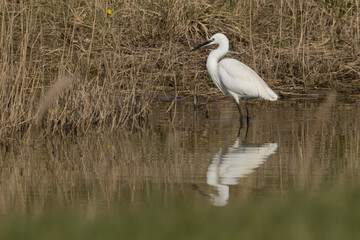 The little egret (Egretta garzetta) is a species of small heron in the family Ardeidae. It is a white bird with a slender black beak, long black legs and, in the western race, yellow feet.