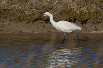 The little egret (Egretta garzetta) is a species of small heron in the family Ardeidae. It is a white bird with a slender black beak, long black legs and, in the western race, yellow feet.