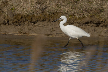 The little egret (Egretta garzetta) is a species of small heron in the family Ardeidae. It is a white bird with a slender black beak, long black legs and, in the western race, yellow feet.