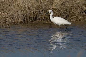 The little egret (Egretta garzetta) is a species of small heron in the family Ardeidae. It is a white bird with a slender black beak, long black legs and, in the western race, yellow feet.