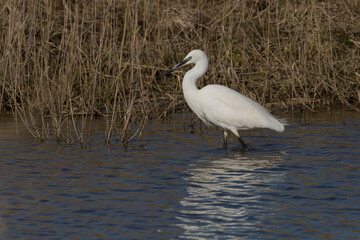 The little egret (Egretta garzetta) is a species of small heron in the family Ardeidae. It is a white bird with a slender black beak, long black legs and, in the western race, yellow feet.