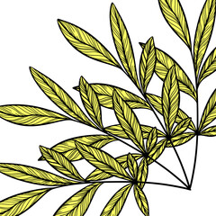 Leaf Frame Line Art Illustration