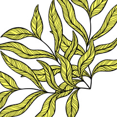 Leaf Frame Line Art Illustration