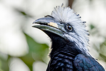 White-crested Hornbill - Horizocerus albocristatus, large beautiful iconic bird with white crest from West African forests and woodlands, Sierra Leone.