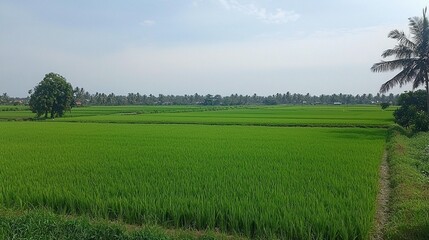 Fototapeta premium Lush Green Rice Paddy Field