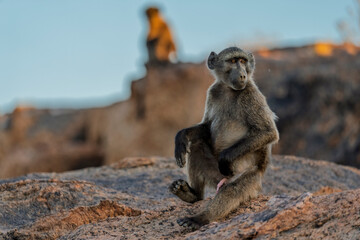 Chacma baboon or Cape baboon (Papio ursinus) at Augrabies Falls National Park, Northern Cape. South Africa.
