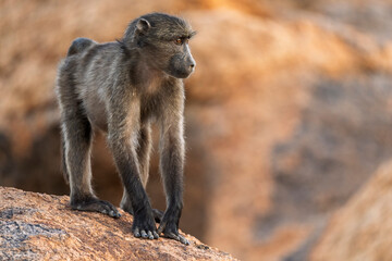 Chacma baboon or Cape baboon (Papio ursinus) at Augrabies Falls National Park, Northern Cape. South Africa.