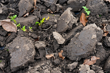New plants sprouting from freshly turned soil in garden bed
