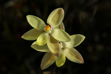 Lemon-scented Sun Orchid (Thelymitra antennifera), yellow flowers, near Esperance, Western Australia