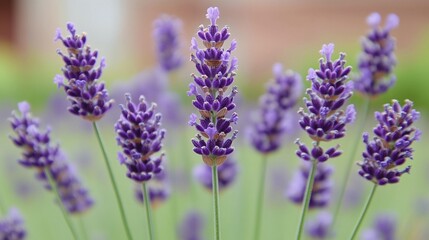 Obraz premium Close-up of vibrant purple lavender flowers in full bloom, showcasing delicate details and soft background.
