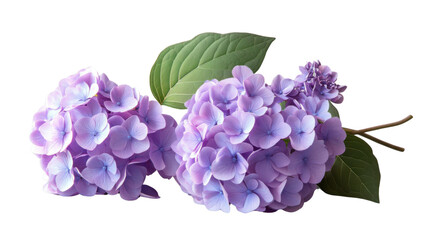 Fototapeta premium Blooming purple hydrangeas with green leaves on transparent background