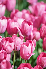 Spring floral landscape. background. stunning field of pink tulips bathed in warm sunlight, showcasing their delicate petals and vibrant spring beauty. themes of spring, renewal, and natural beauty.