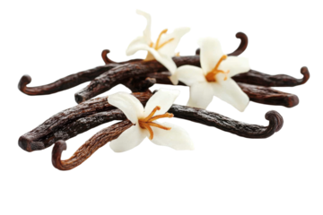 Three vanilla beans with white flowers on top, isolated