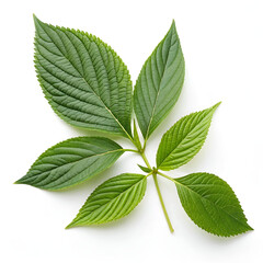 green leaves isolated on white background