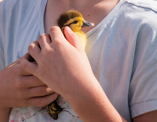 A girl holding a duckling