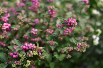Spring. Purple flowers