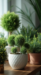 Fototapeta premium collection of potted round bushy green plants
