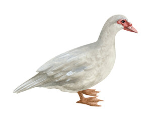 Grey Muscovy duck watercolor illustration isolated on white background. Hand drawn realistic waterfowl male bird of America. Wildlife avian clipart for farm village designs