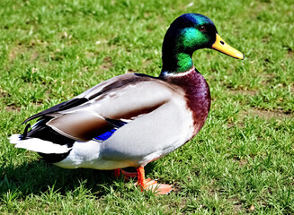 male mallard duck in a lush green meadow