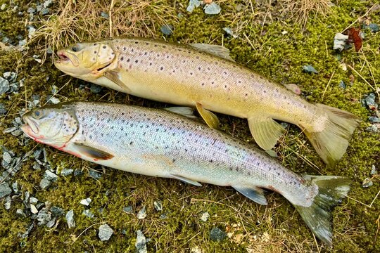 fish on ice