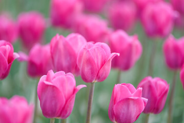 Spring floral landscape. background. stunning field of pink tulips bathed in warm sunlight, showcasing their delicate petals and vibrant spring beauty. themes of spring, renewal, and natural beauty.