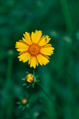 Various chrysanthemums and close-ups