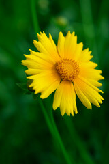 Various chrysanthemums and close-ups