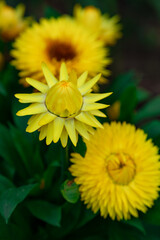 Various chrysanthemums and close-ups