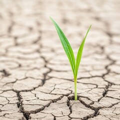 Transformation progress disruption concept. A green sprout emerges from cracked, dry soil, symbolizing resilience and growth.