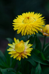 Various chrysanthemums and close-ups