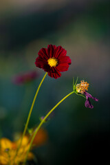 Various chrysanthemums and close-ups