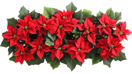 Radiant Poinsettias: A Festive Floral Arrangement for Christmas Celebrations - A Vibrant Display of Red Blooms and Green Leaves for Holiday Decor