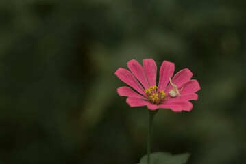 Obraz premium Various chrysanthemums and close-ups