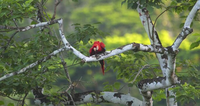 A Scarlet Macaw perches in stunning morning light , gazing over Peru&rsquo;s lush rainforest as it takes off. Parrots flying