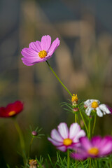 Various chrysanthemums and close-ups