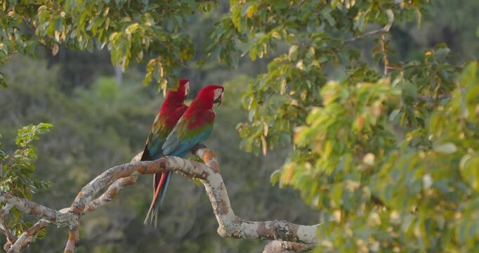 Vibrant macaw pair shows affection sitting side by side on a rainforest branch in Peru, bathed in breathtaking golden light.