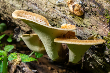 Cerioporus squamosus, also known as Pheasant's back mushrooms and dryad's saddle, is a...