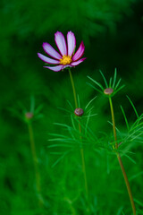 Various chrysanthemums and close-ups