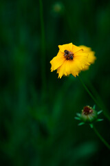Various chrysanthemums and close-ups